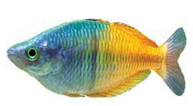 Rainbow's fish Bosemani