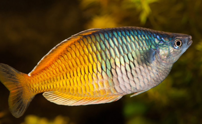 Rainbow's fish Bosemani