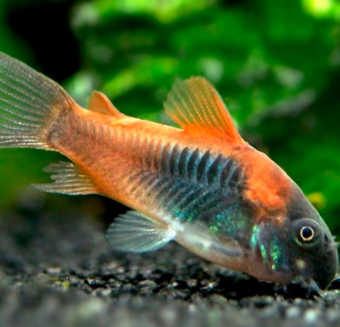 Venujuia Cory