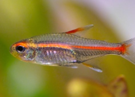 Glow Light Tetra