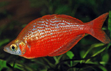 Red Rainbow