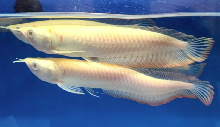 Albino Red eye Arowana (7.5-8")