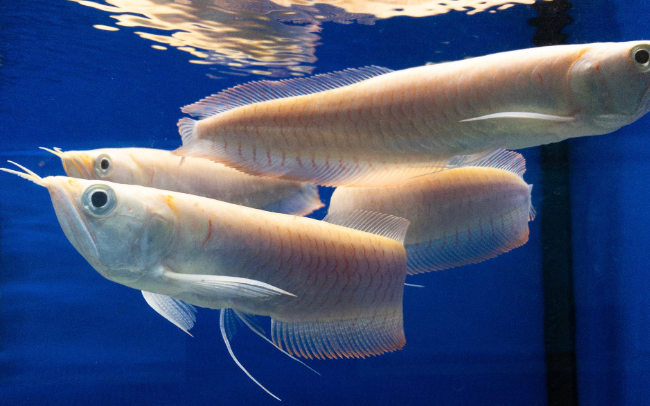Albino Red eye Arowana (22-24")