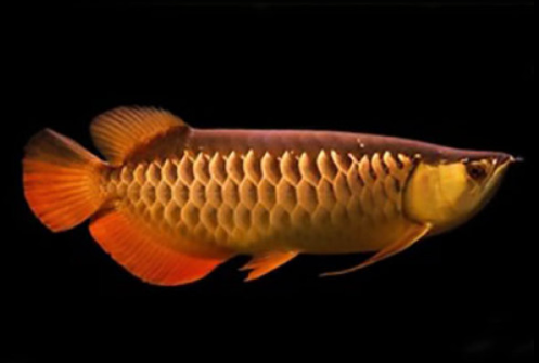 Golden Parle  Golden Parle Arowana (7 inch)Arowana (7 inch)