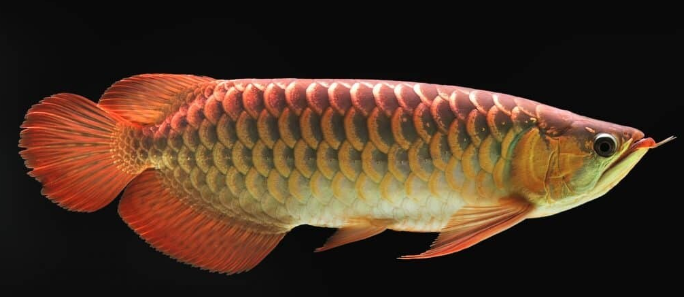 Golden Parle  Golden Parle Arowana (7 inch)Arowana (7 inch)