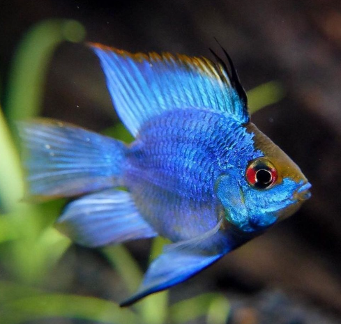 Blue Baloon Ram