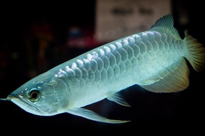Silver Arowana