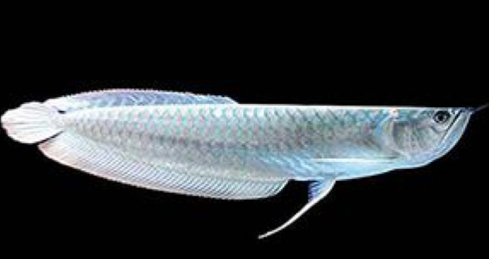 Silver Arowana