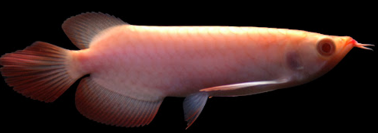 Albino Red eye Arowana (22-24")