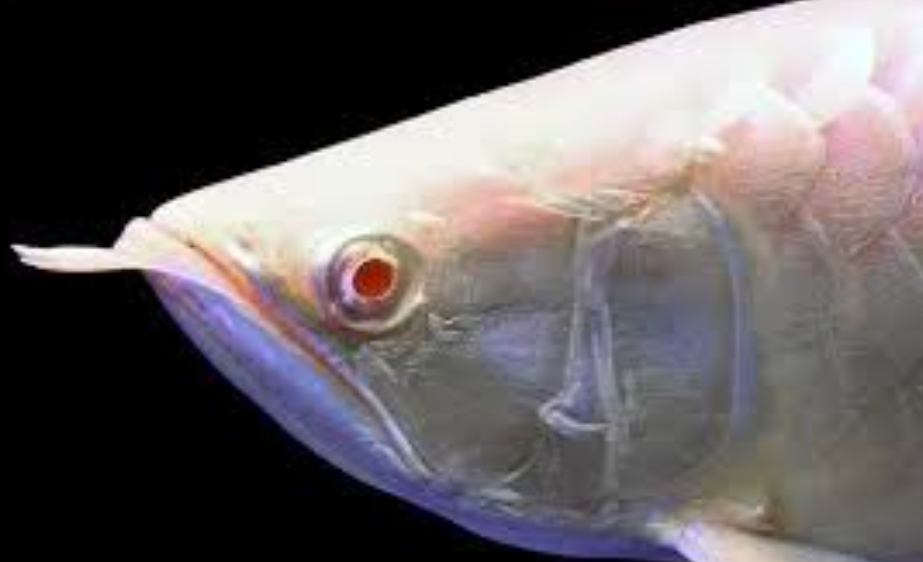 Albino Red eye Arowana (22-24")