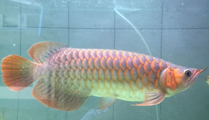 Albino Spoon Head Arowana (24")