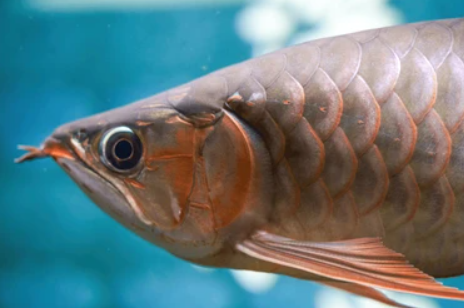Albino Spoon Head Arowana (24")