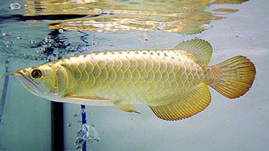 Golden Pearl Arowana (15”+)