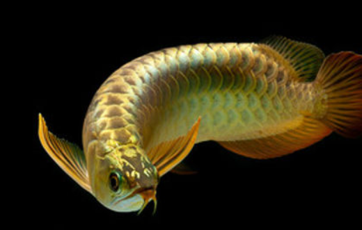 Golden Pearl Arowana (15”+)