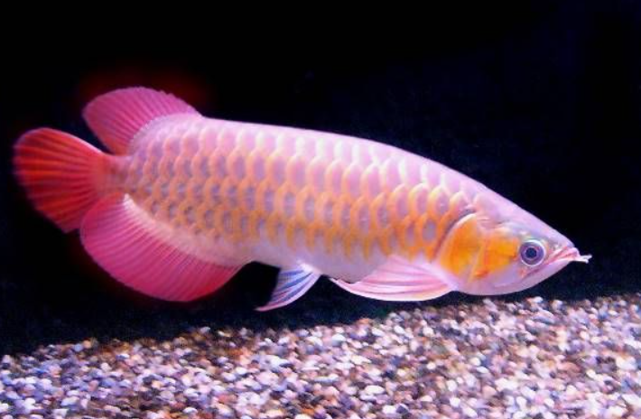 Indo Super Red (14")-(with Certificate )