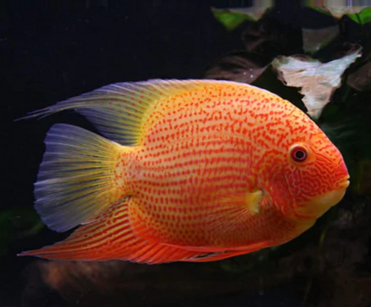 Red Sppoted Severum 1.5"