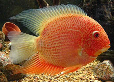 Red Sppoted Severum 1.5"