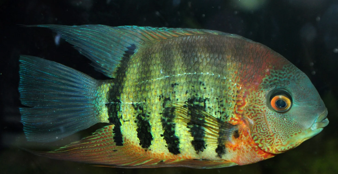 Green Rotkil Severum 4"+