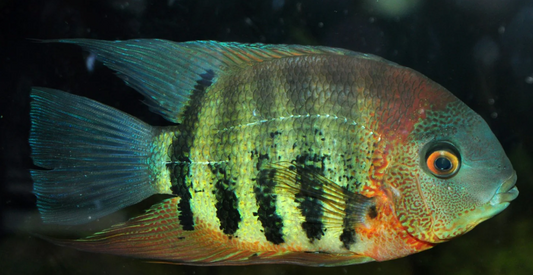 Green Rotkil Severum 4"+