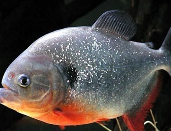 Orginal Pirhana (6.5 ")