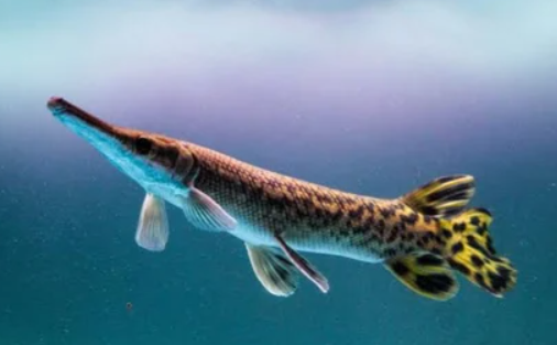 Aligator gar (12")