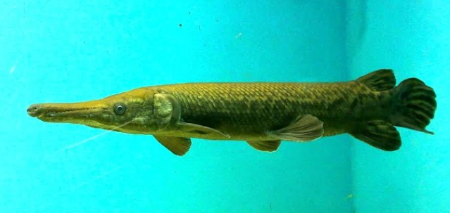 Aligator gar (12")