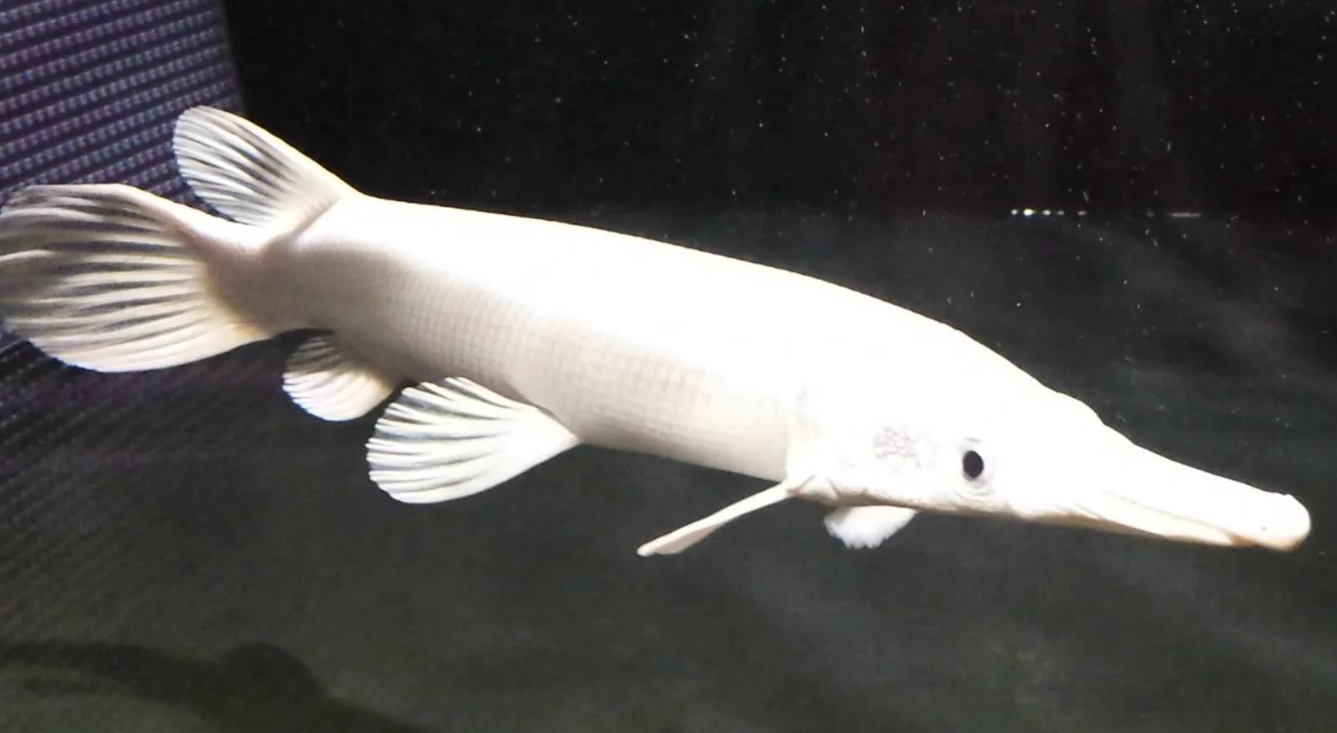 Platinum Alligator Gar (11")