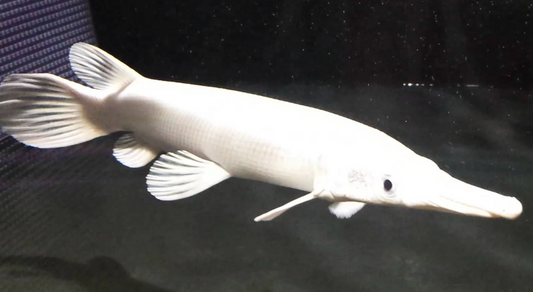 Platinum Alligator Gar (13")