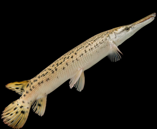 Florida Alligator Gar (12")
