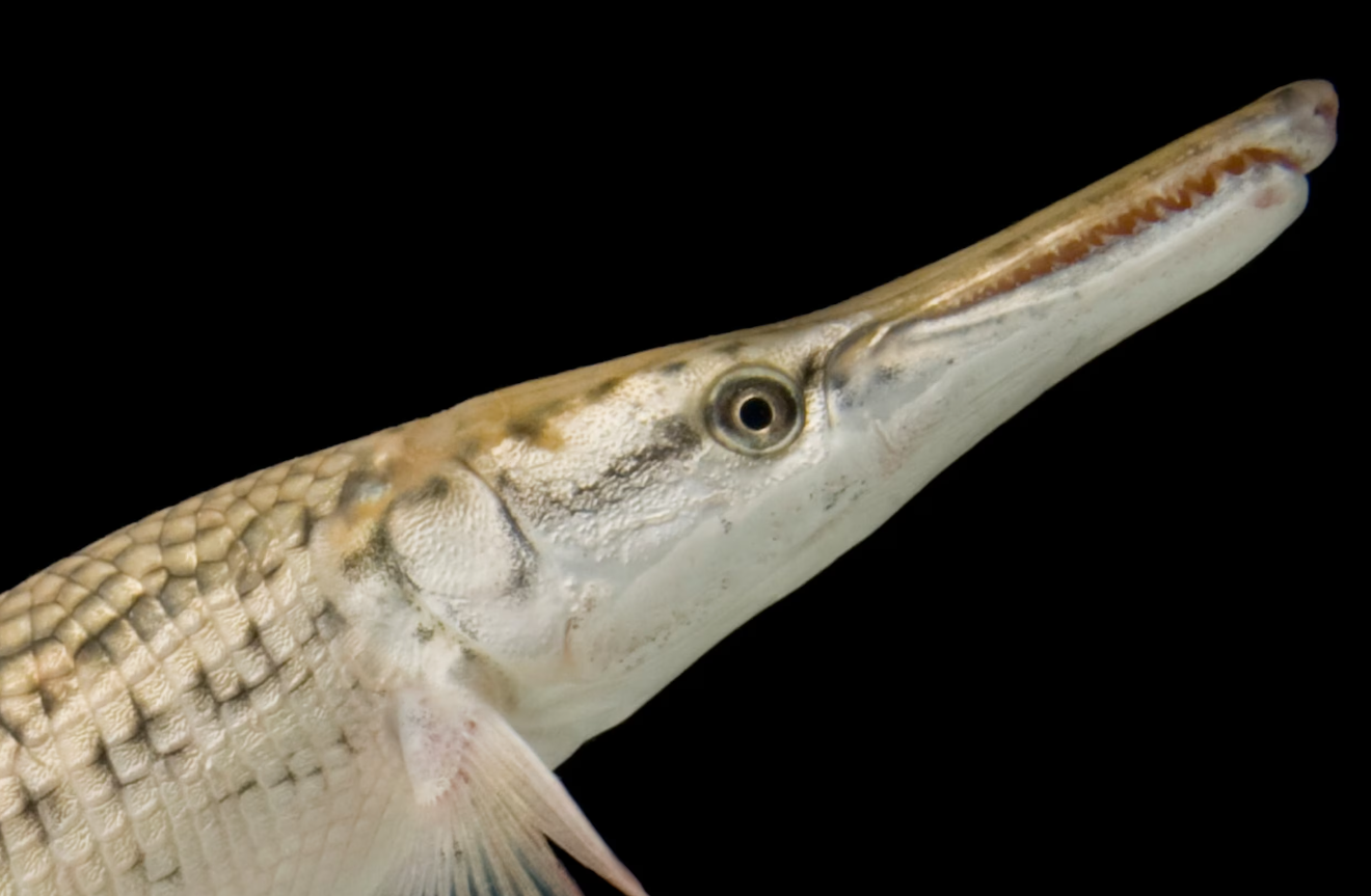 Florida Alligator Gar (9")