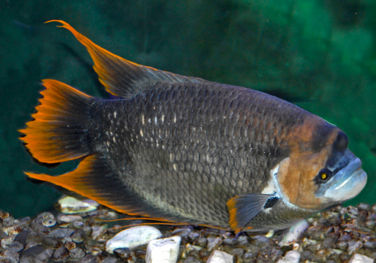 Red Tail Gient gorami (6")