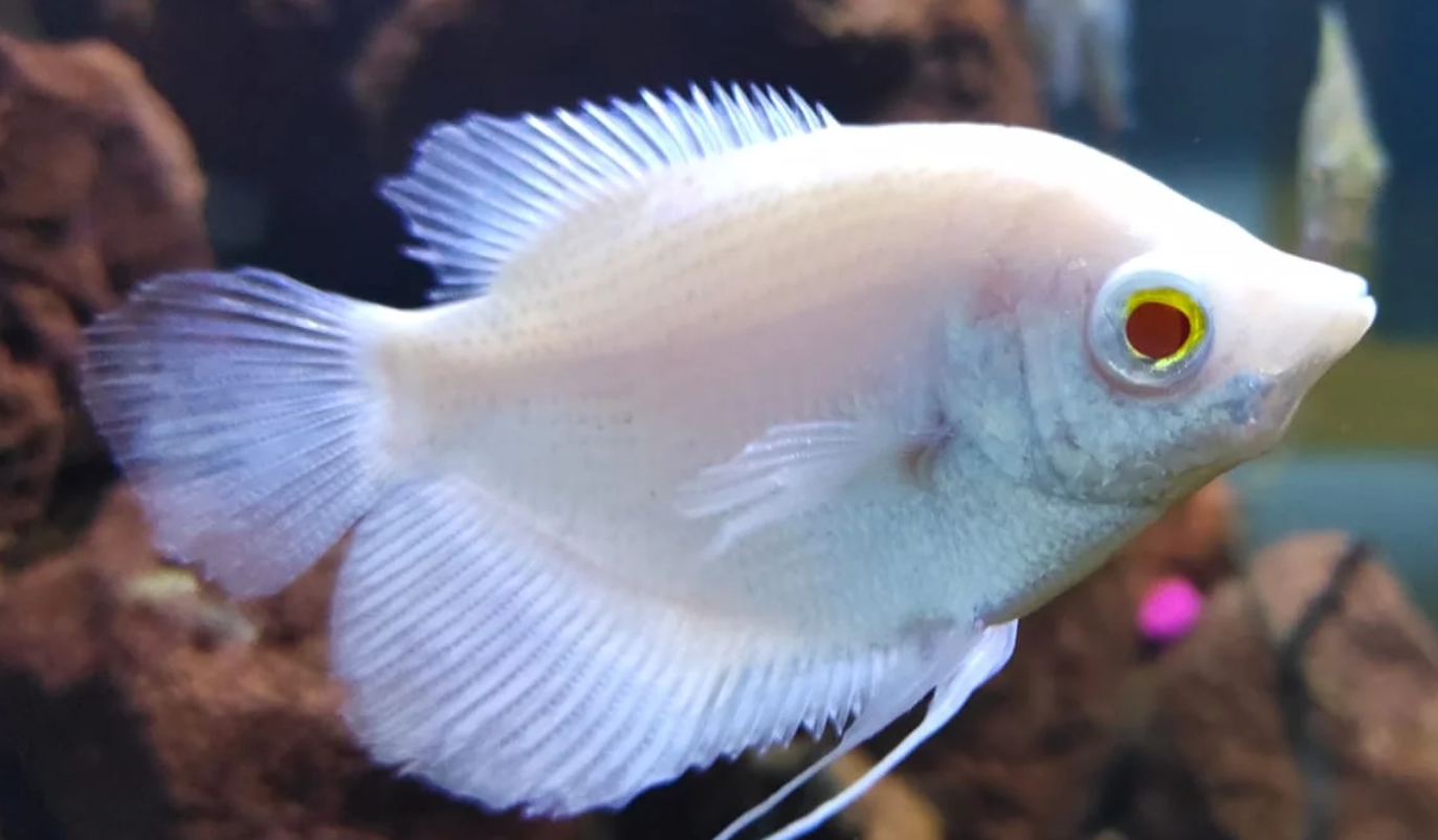 Albino Gaint Gourami