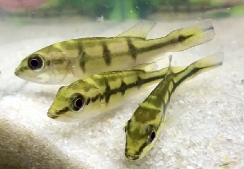 Orinoco Pecockbass (7.5")