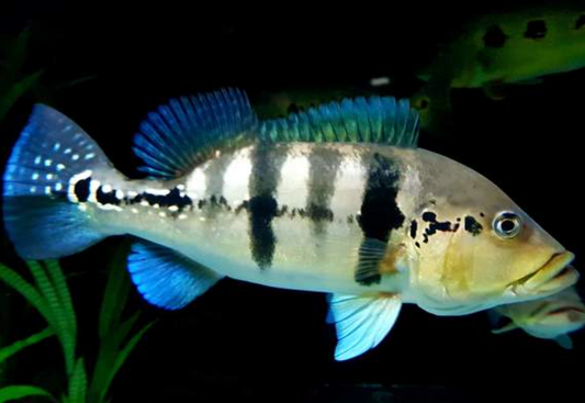 Azul pecockbass (7.5")