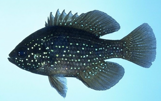 Spotted Azul(7.5-8")