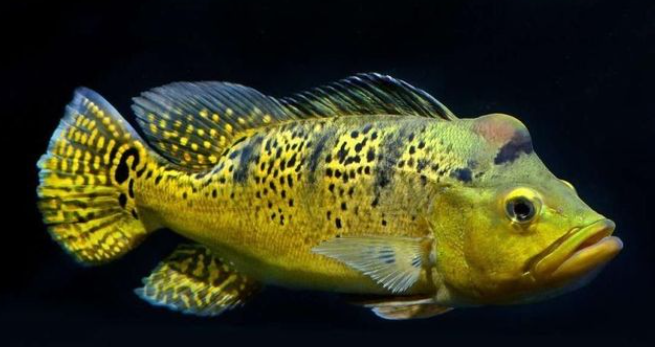 Spider Kalbari pecockbass (7.5)