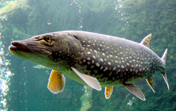 Nothen pike(8-9")