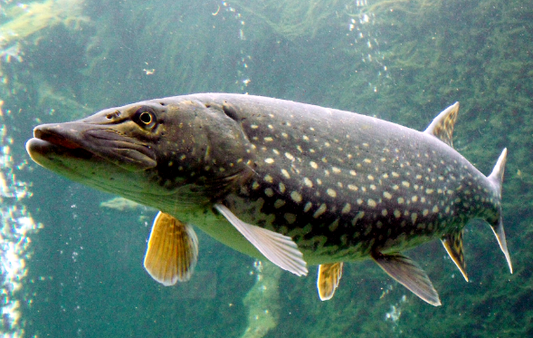 Nothen pike(8-9")