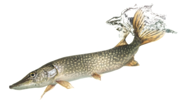 Nothen Pike(12 ")