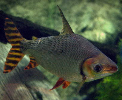 Red Flagtail (3.5")