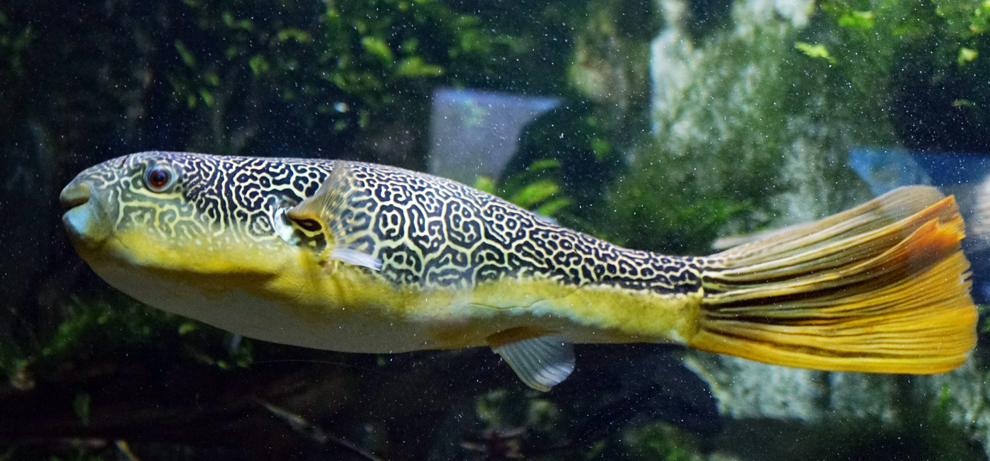 MBU Puffer(12")