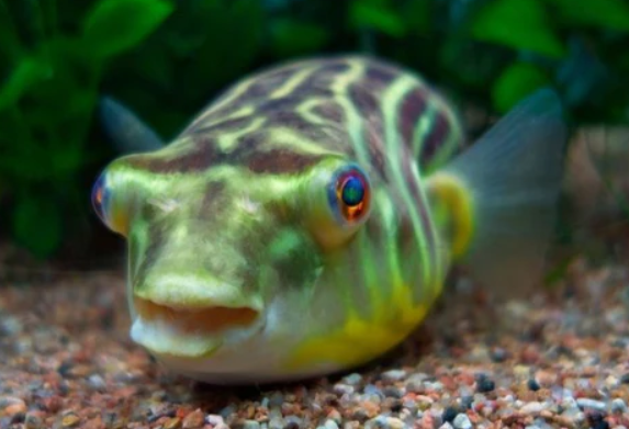 Fahaka Puffer (7.5-8")