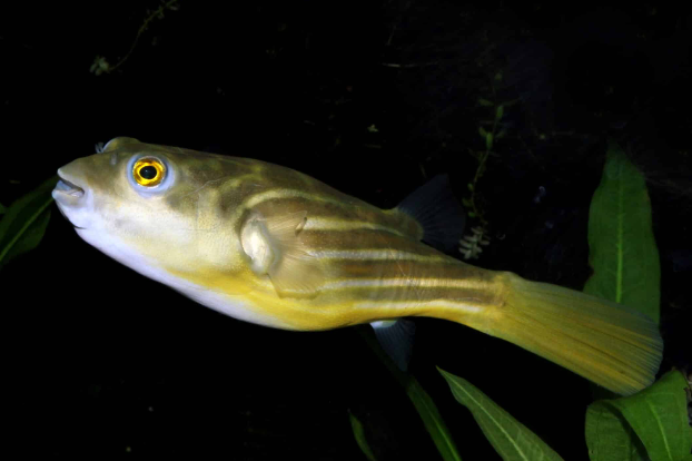 Fahaka Puffer (7.5-8")