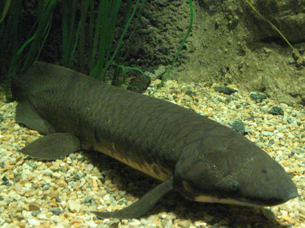 Lung fish(12")