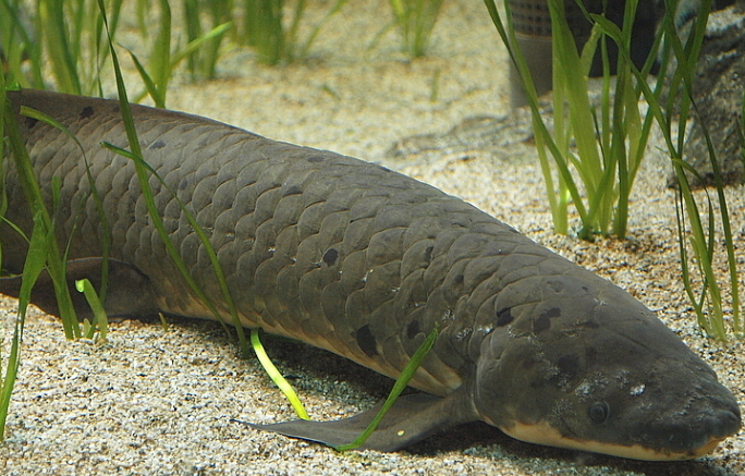 Lung fish(12")