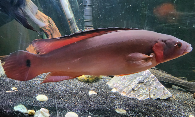 Adabapo Red pike(7.5-8")
