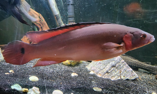 Adabapo Red pike(7.5-8")