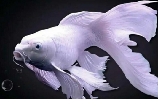 Shot Body Butterfly Koi (8" )