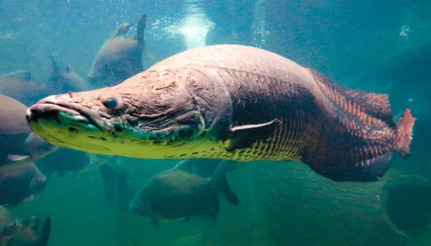 Arapaima (6.5")