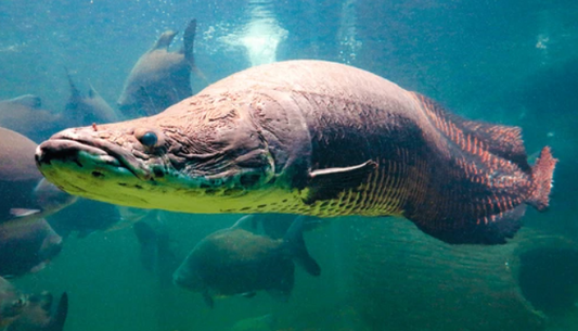 Arapaima (6.5")